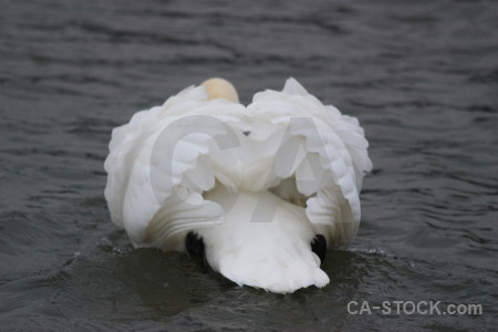 Animal swan bird feather aquatic.