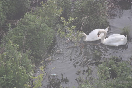 Animal swan bird water pond.