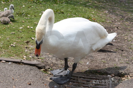 Animal swan chick bird aquatic.
