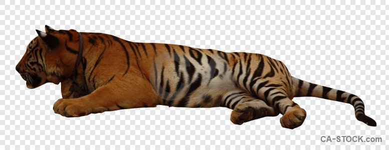 Animal tiger cut out transparent cat.