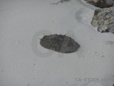 Animal tropical sea slug southeast asia ko phi leh.