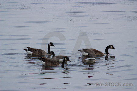 Animal water aquatic pond bird.