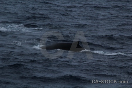 Animal water drake passage whale antarctica cruise.