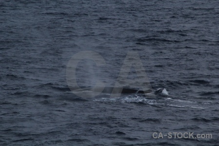 Animal water whale antarctica cruise drake passage.
