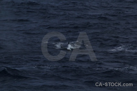 Animal whale day 4 antarctica cruise drake passage.