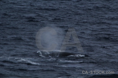 Animal whale drake passage day 4 water.