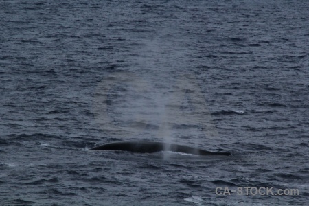 Animal whale drake passage water sea.