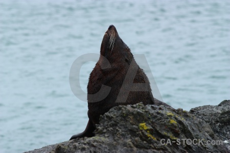 Animal whisker sea rock south island.