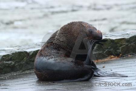 Animal whisker seal south island water.
