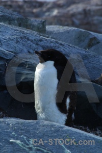 Animal wilhelm archipelago antarctica cruise penguin chick.