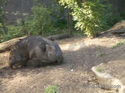 Animal wombat green.