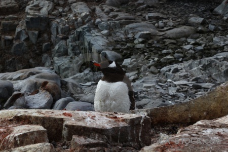 Antarctic peninsula animal antarctica petermann island chick.