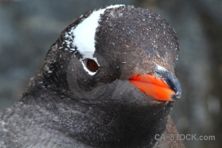 Antarctic peninsula antarctica cruise animal penguin palmer archipelago.
