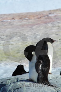 Antarctic peninsula antarctica cruise penguin snow south pole.