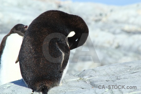 Antarctic peninsula day 8 adelie animal antarctica.
