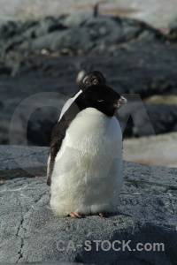 Antarctic peninsula day 8 petermann island adelie chick.
