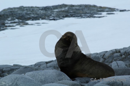 Antarctic peninsula fur seal dorian bay snow day 10.