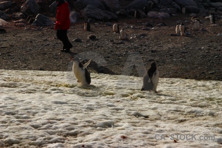 Antarctic peninsula ice day 8 chick animal.