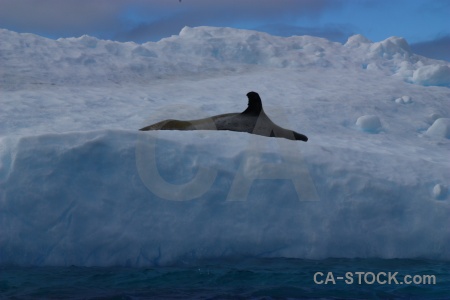Antarctic peninsula iceberg animal south pole argentine islands.