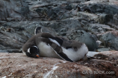 Antarctic peninsula penguin animal gentoo petermann island.