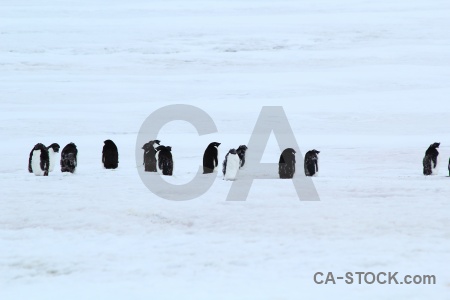 Antarctic peninsula penguin day 5 antarctica cruise adelie.