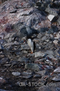 Antarctic peninsula penguin wilhelm archipelago day 8 petermann island.