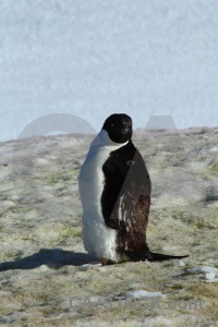 Antarctic peninsula south pole wilhelm archipelago snow petermann island.