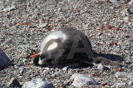 Antarctic peninsula stone animal antarctica cruise penguin.