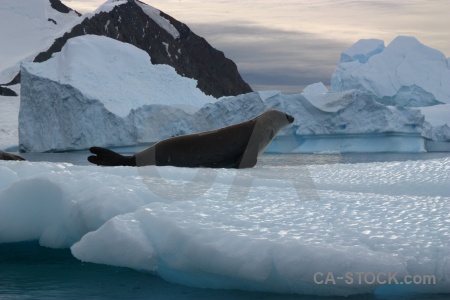 Antarctic peninsula water antarctica day 5 animal.