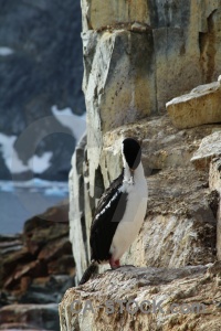 Antarctic shag antarctica cruise bird day 8 rock.