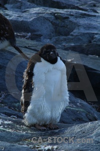 Antarctica adelie wilhelm archipelago rock south pole.