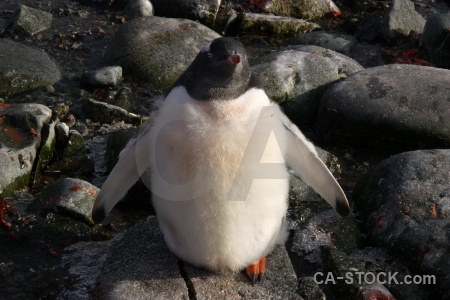 Antarctica animal chick cruise wilhelm archipelago.