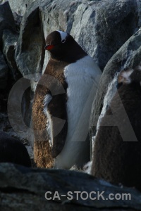 Antarctica animal penguin rock antarctic peninsula.
