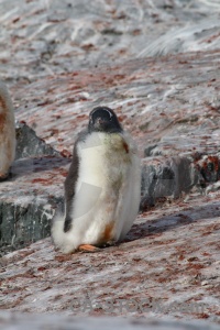 Antarctica antarctic peninsula south pole chick gentoo.