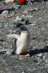Antarctica chick cruise rock penguin.