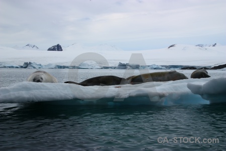 Antarctica crabeater seal antarctic peninsula snow.