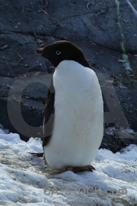 Antarctica cruise animal day 8 penguin antarctic peninsula.
