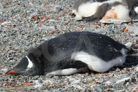 Antarctica cruise animal petermann island stone gentoo.