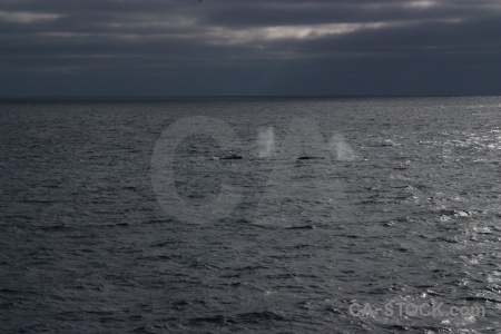 Antarctica cruise animal spray drake passage whale.