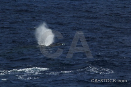 Antarctica cruise drake passage spray sea whale.