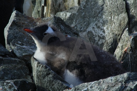 Antarctica cruise gentoo wilhelm archipelago day 8 animal.