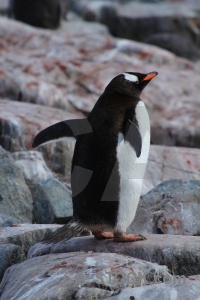 Antarctica cruise penguin animal wilhelm archipelago feces.