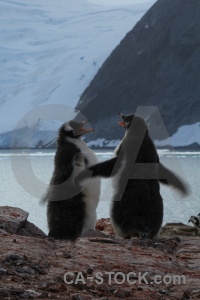 Antarctica cruise penguin antarctica antarctic peninsula sea.