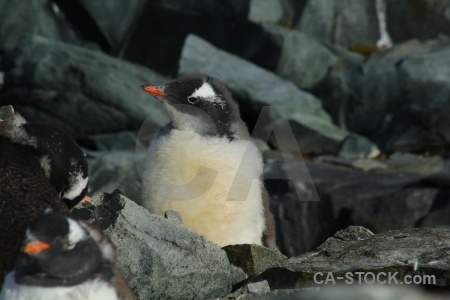 Antarctica cruise petermann island gentoo south pole animal.