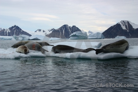 Antarctica cruise snowcap marguerite bay iceberg day 5.