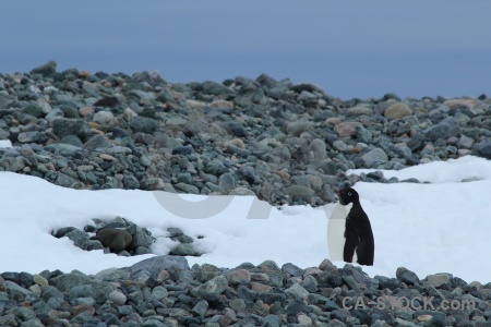 Antarctica cruise south pole penguin sky millerand island.