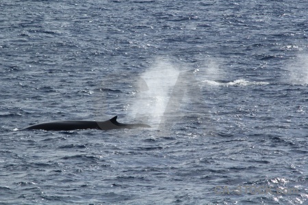 Antarctica cruise water spray sea whale.