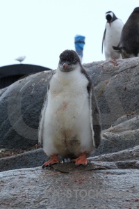 Antarctica day 10 antarctic peninsula port lockroy penguin.
