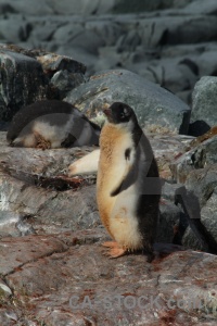 Antarctica day 8 penguin animal chick.