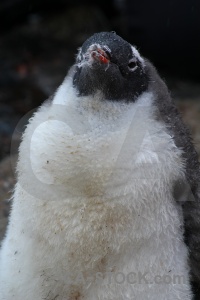Antarctica gentoo penguin cruise goudier island.